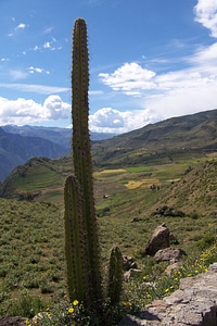 Nature landscape botany