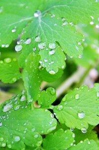 Water nature green