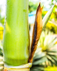Palm palm green palm tree root photo
