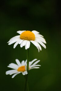 Blooms bloom plant