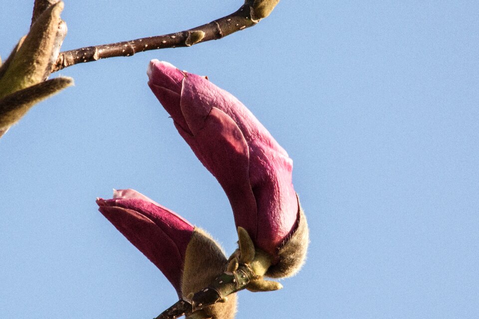 Bush spring bloom