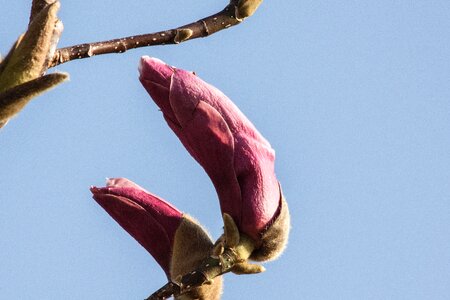 Bush spring bloom photo