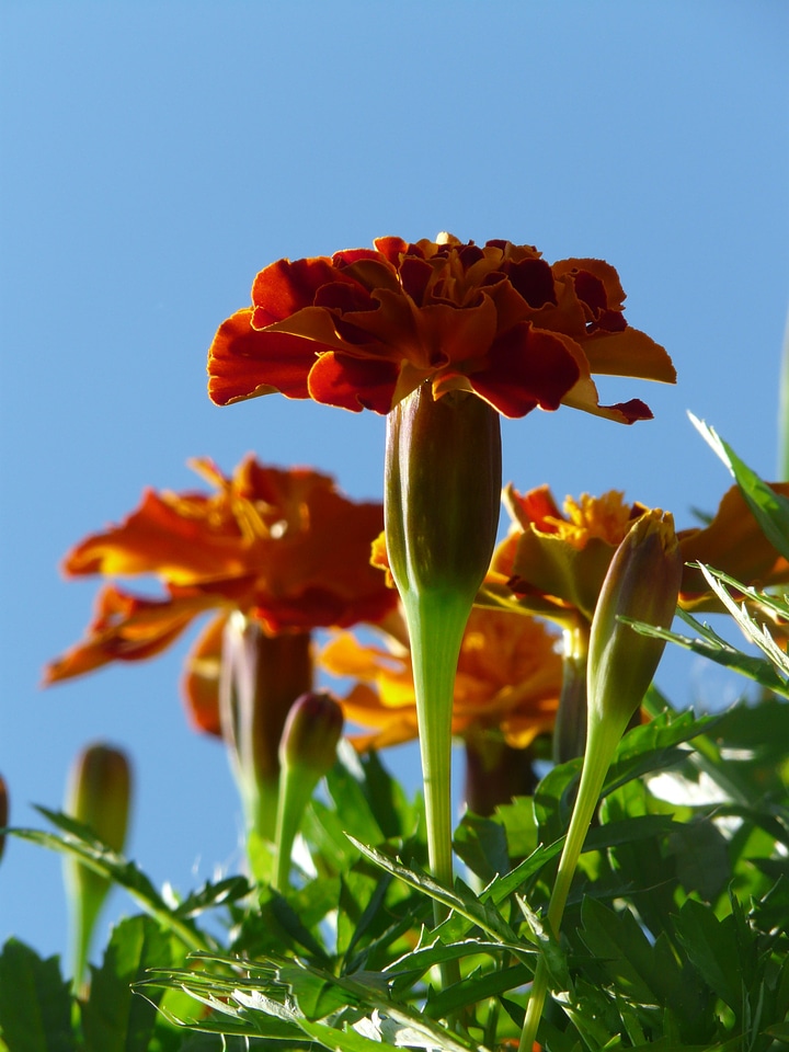 Dead flower summer flower balcony flower photo