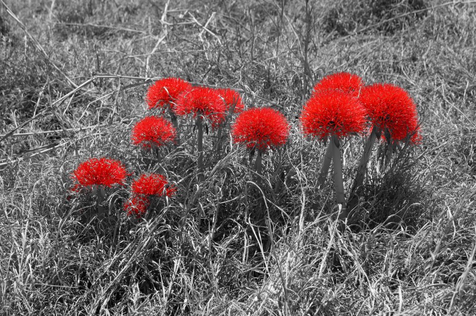 Bloom tropical summer