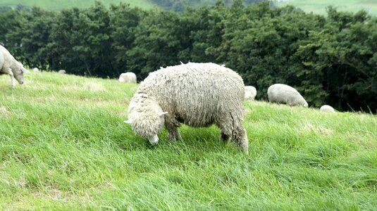 Daegwallyeong yang ranch