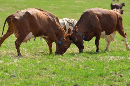 Cows rod cows our joy