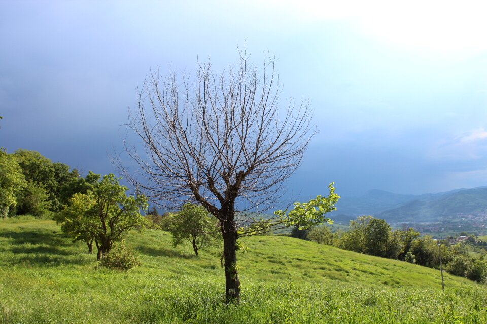 Landscape tree hill