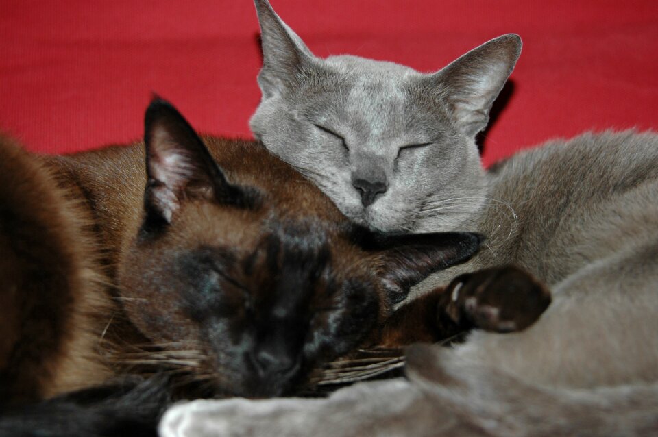 Animal feline are you tired of