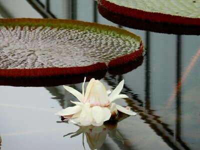 White aquatic bloom