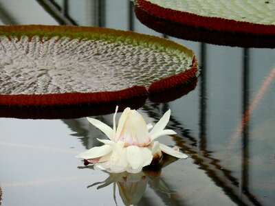 White aquatic bloom photo