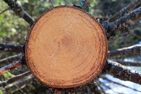 Wood nature log