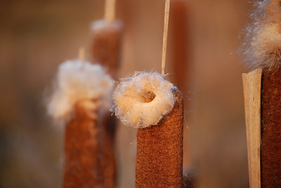 Batons vegetation winter
