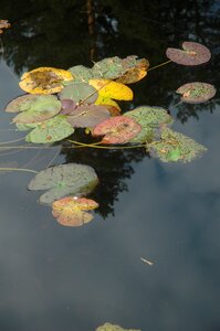Water lilies leaf reflection