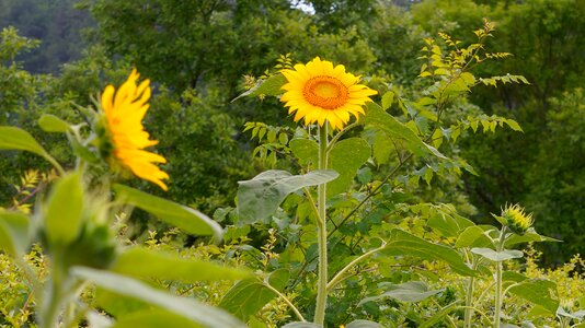 Sunflower nature flowers