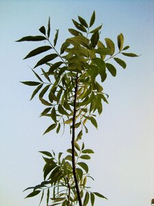 Pecan leaves green