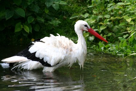 Eastern wing large beak
