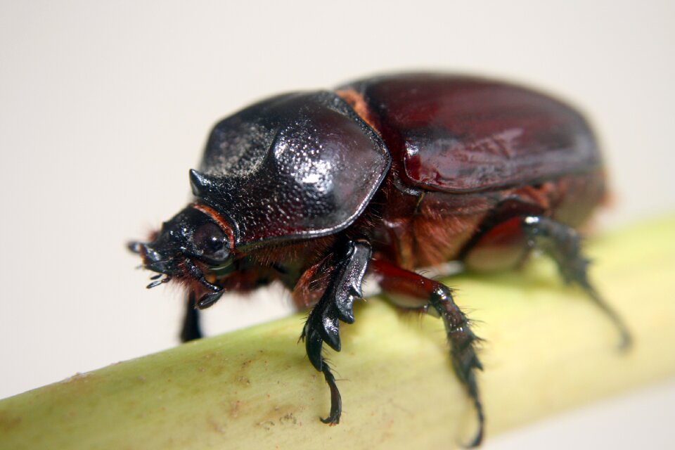 Insect beetle macro