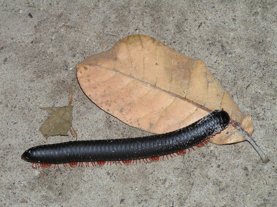Africa animals insect