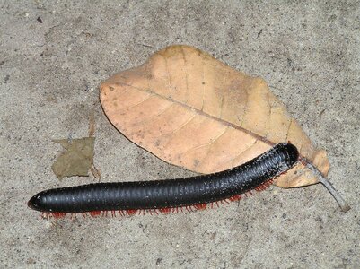Africa animals insect
