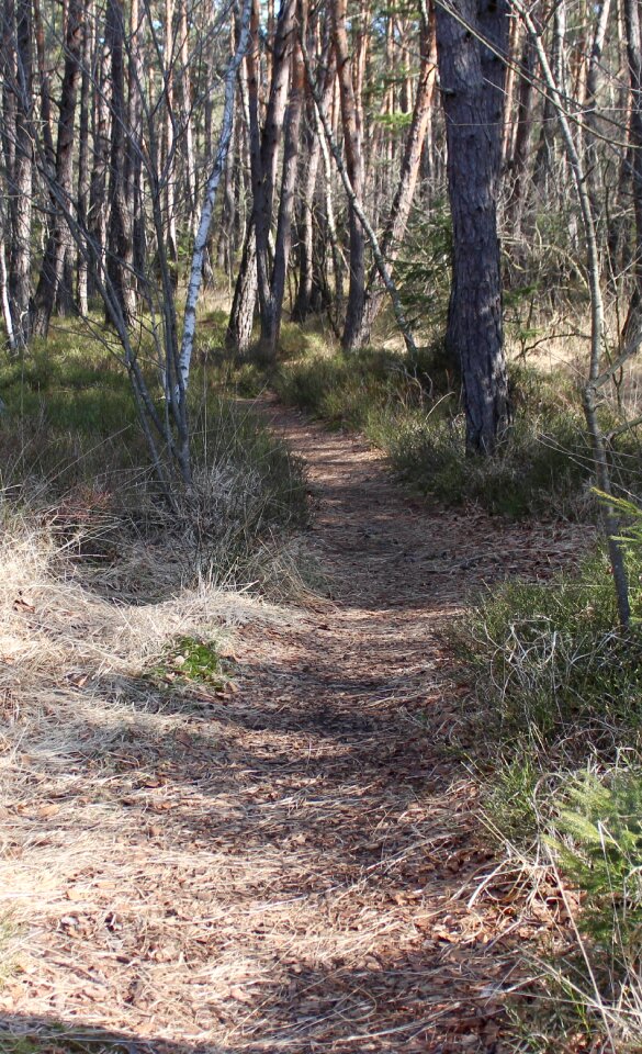 Migratory path trees forest