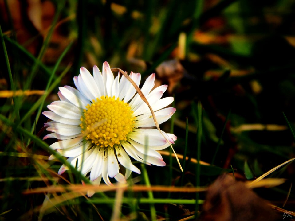 Nature garden flower