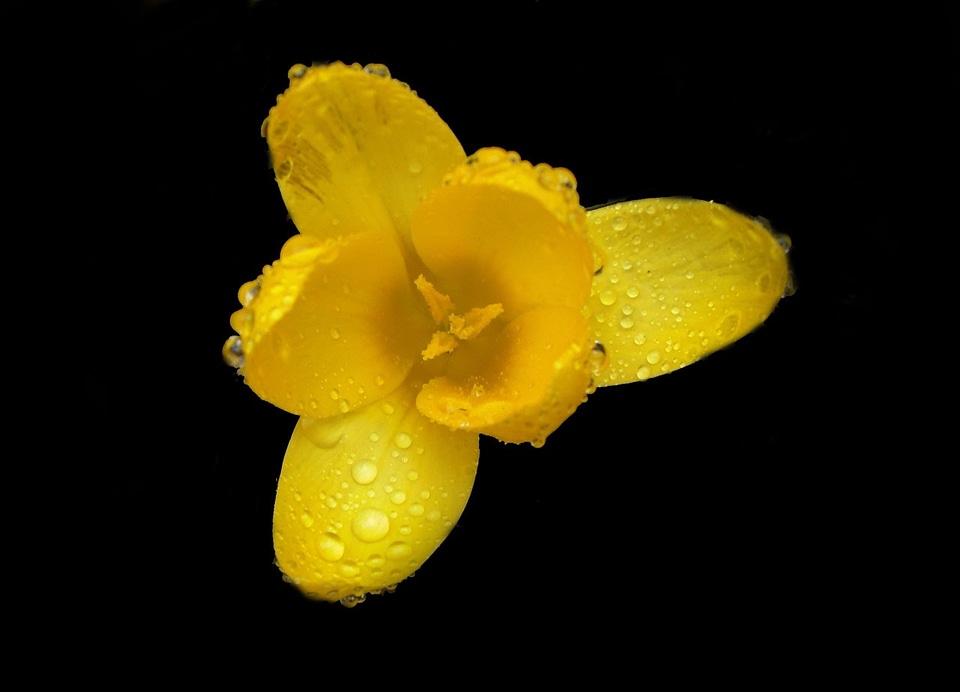 Flower blossom isolated