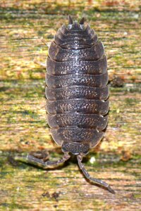 Ressemblance animal bug