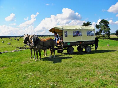 Meadow clouds horse drawn carriage photo