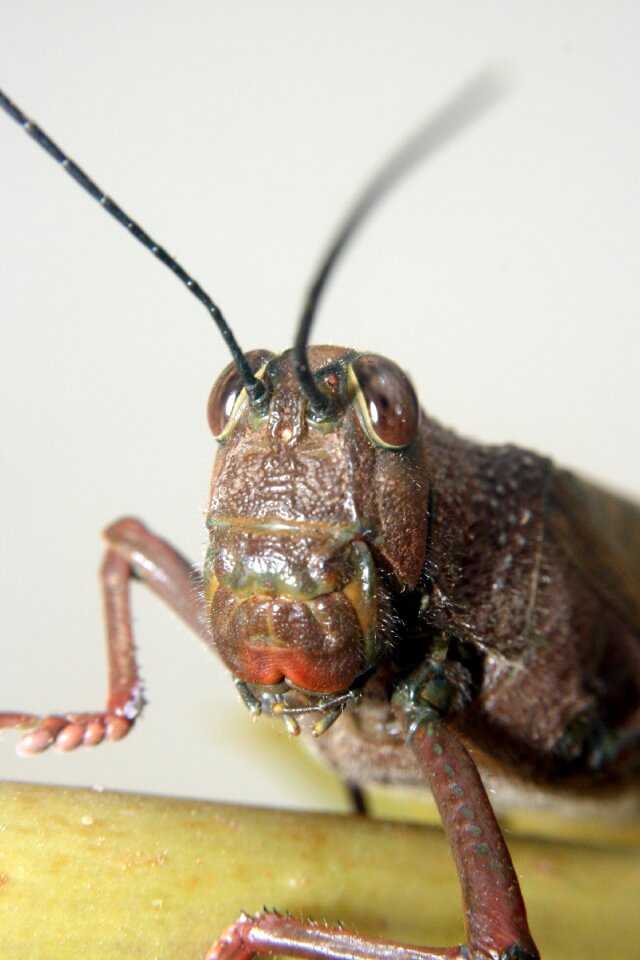 Grasshopper macro insect