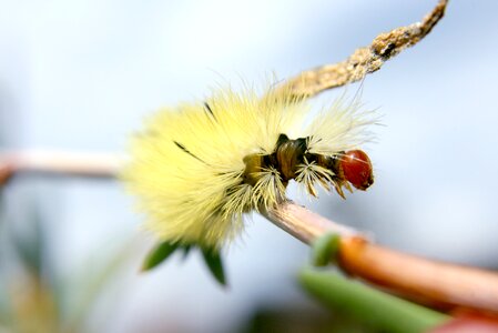 Caterpillar macro silk