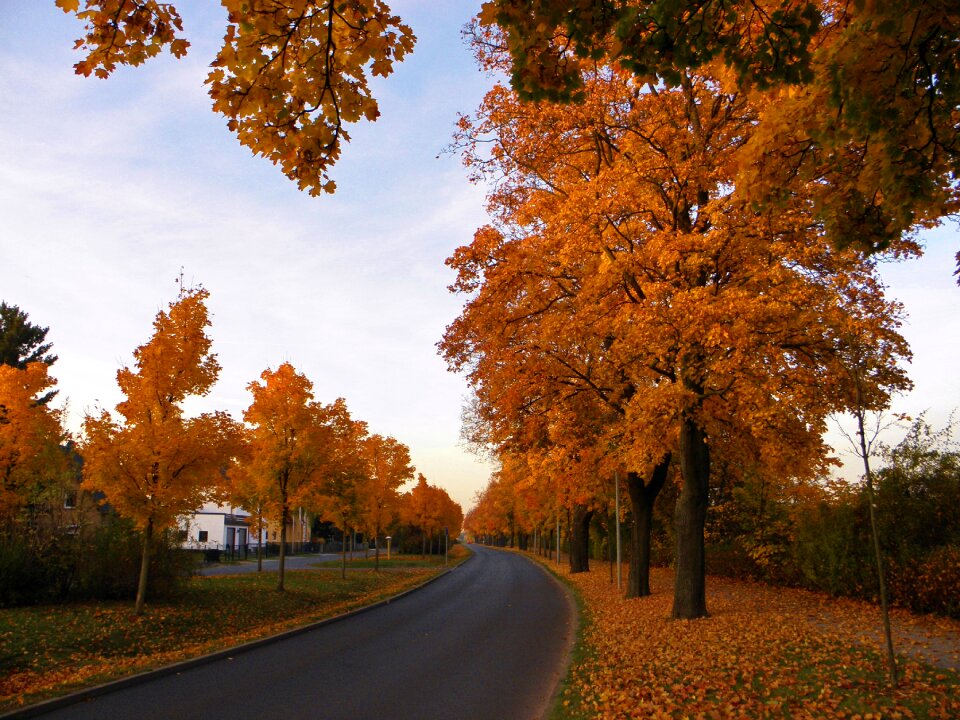 Trees road fall foliage