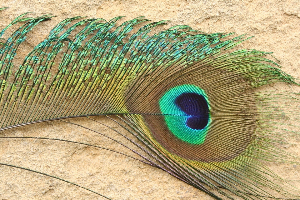 Blue green iridiscent