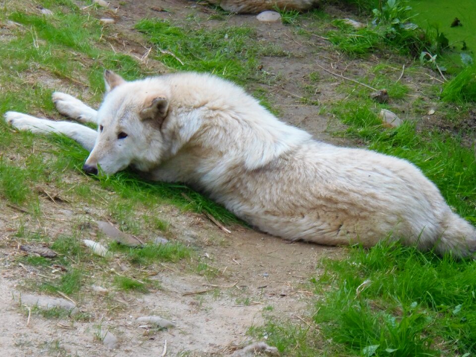 Animals rest nature