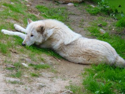 Animals rest nature