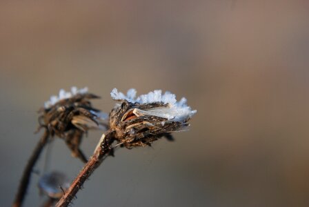 Frost dry dead