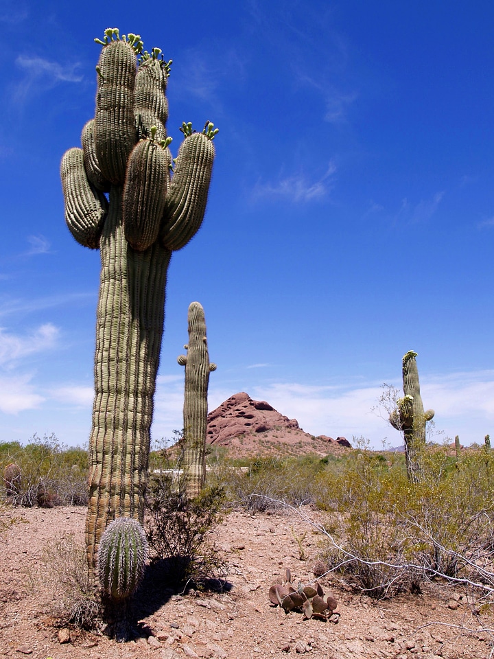 Scenery tall cactus