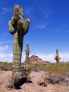 Scenery tall cactus photo