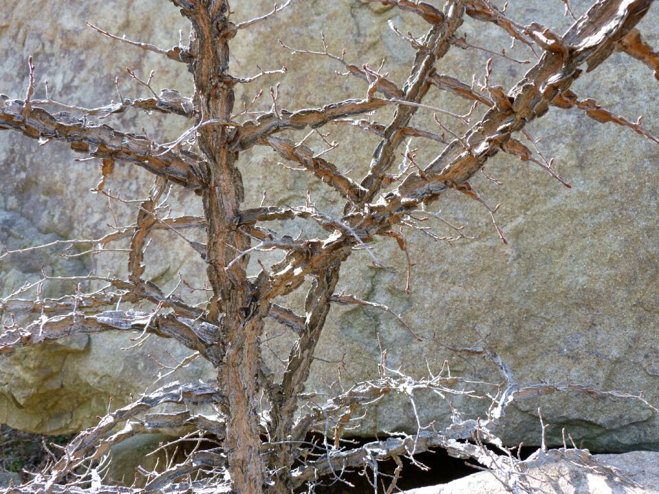 Old tree roche background