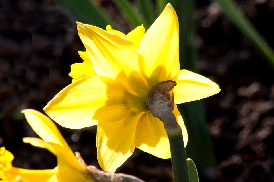 Heyday to easter incorrect narcissus photo