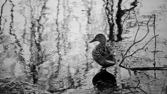 Lake waterfowl ducks photo