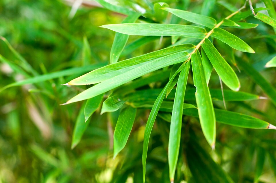 Plants leaves flowers