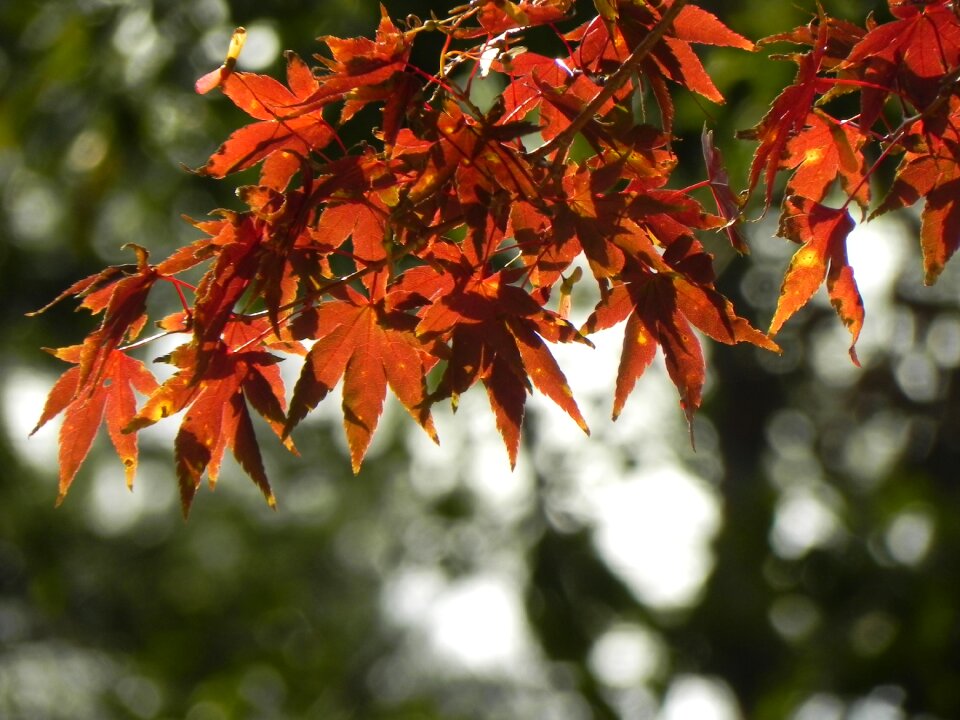 Autumn autumn leaves the leaves