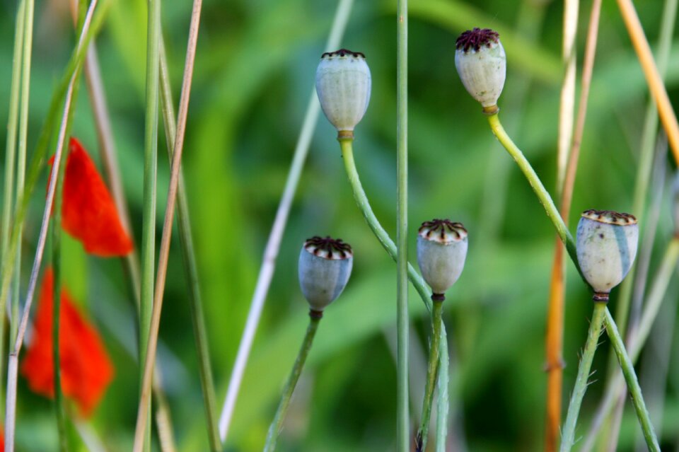 Poppy spring garden