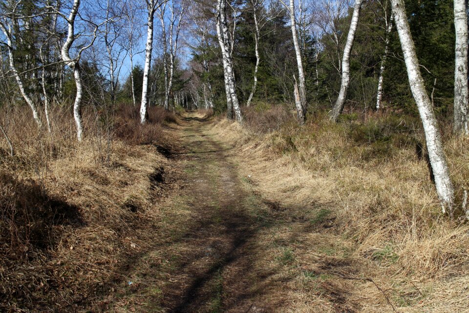 Birch hiking migratory path