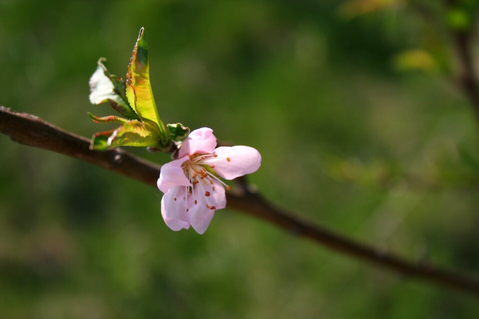 Flowers tree plant