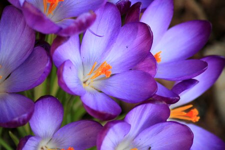 Purple blossom bloom photo