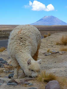 El misti peru arequipa