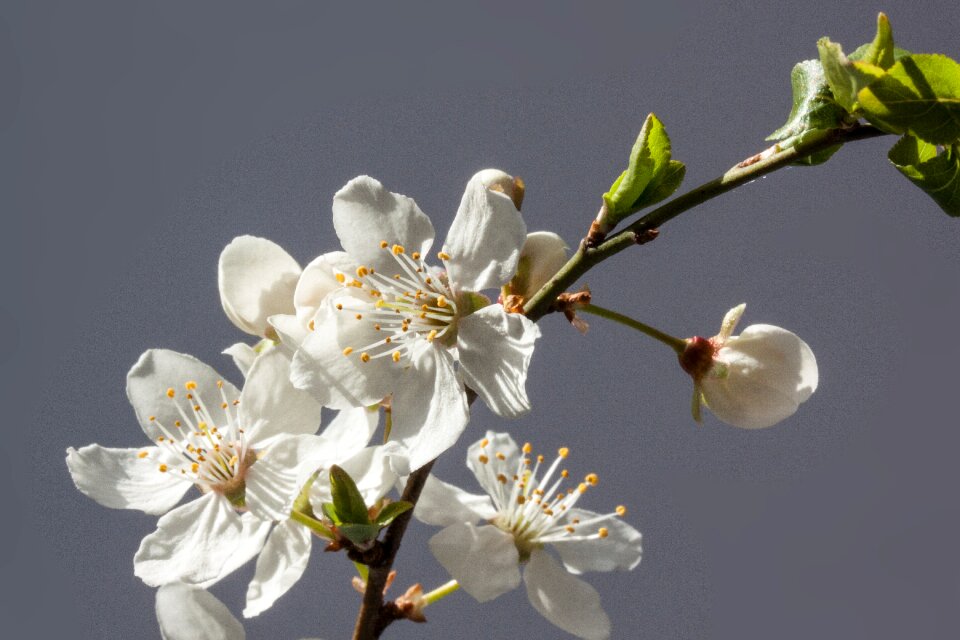 Prunus domestica subsp syria yellow plum subspecies of the plum