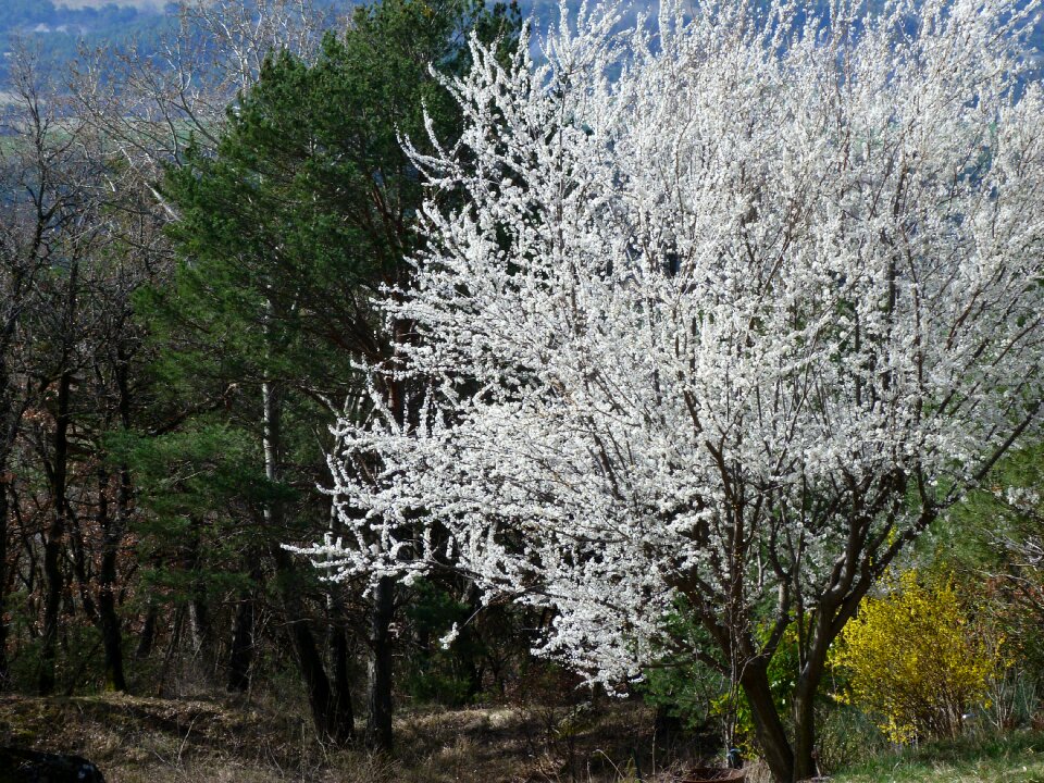 Flowers white spring