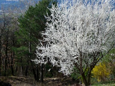 Flowers white spring
